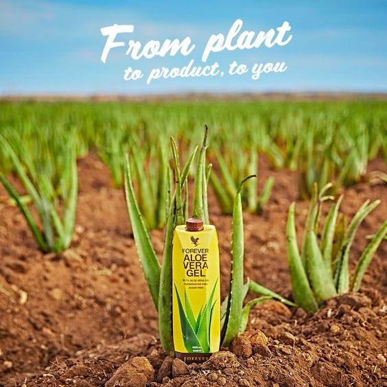 Forever-Living-Products-Aloe-Vera-Gel-in-Aloe-Vera-Fields